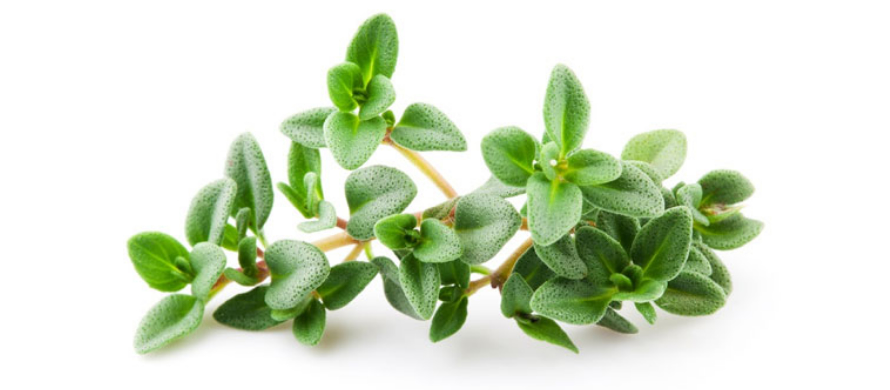 فروش آویشن شیرازی خشک صادراتی + طعم بی نظیر، خواص دارویی بالا